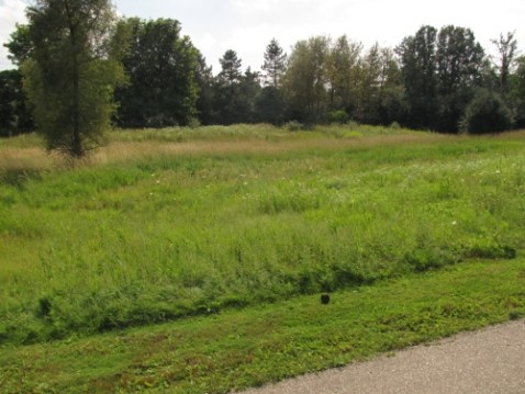 Meadow and Tim Hortons cup